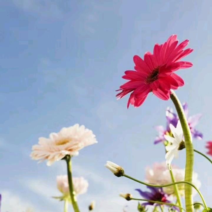 聂槃而生，为爱停刘