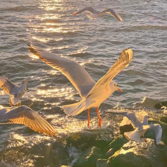 海 鴎 ℘࿐