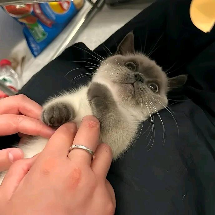 ᑋᵉᑊᑊᵒ🐟