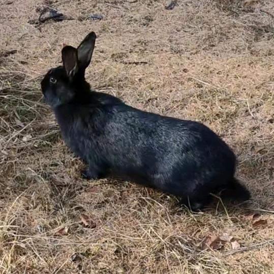 再见了我的兔子