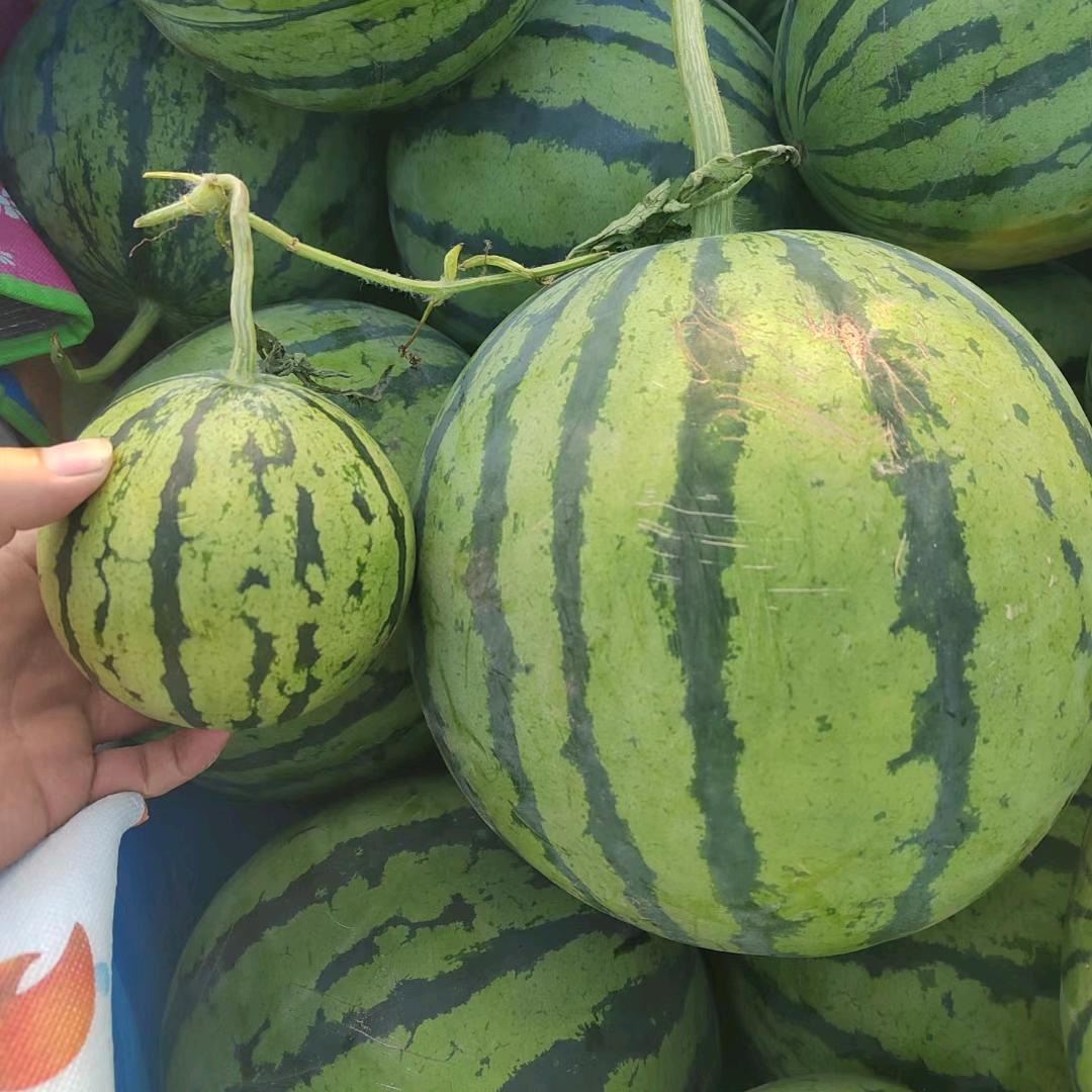 生鲜供应链·各种水果