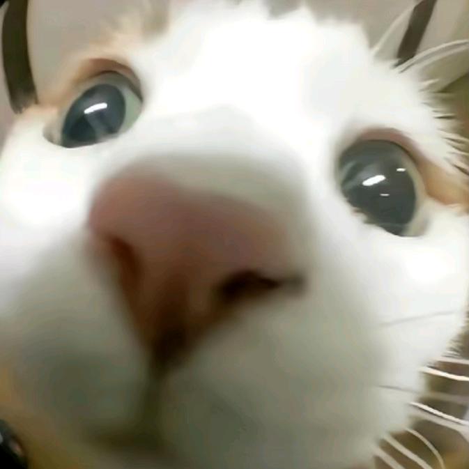 猫嘞个猫