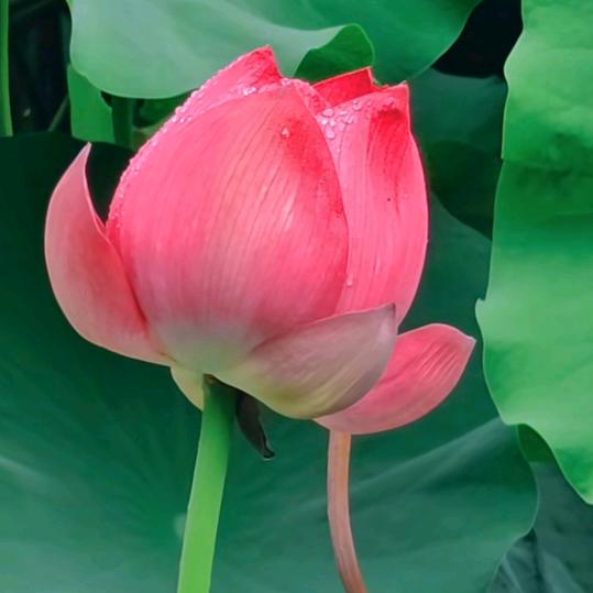 带刺的玫瑰988🇨🇳