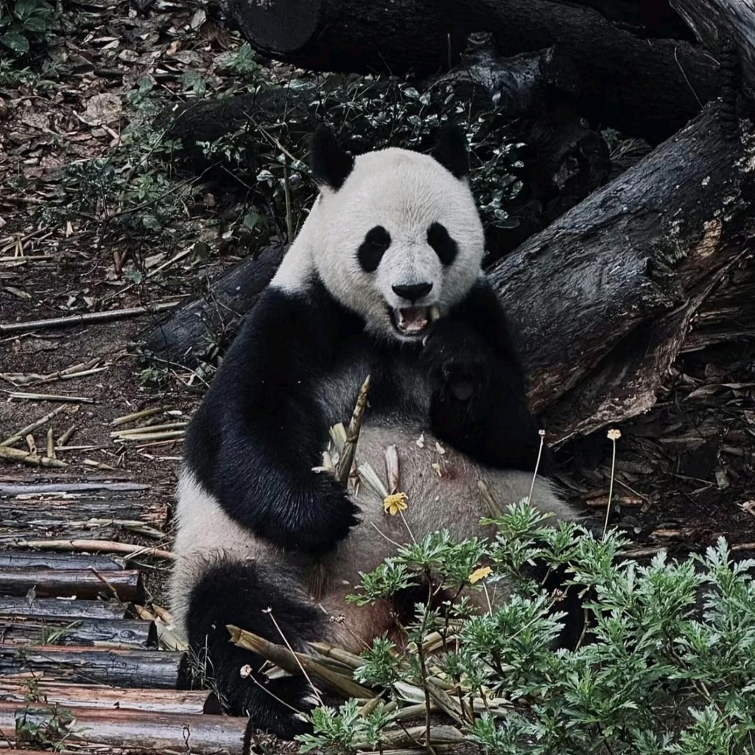四川旅游纯玩推荐