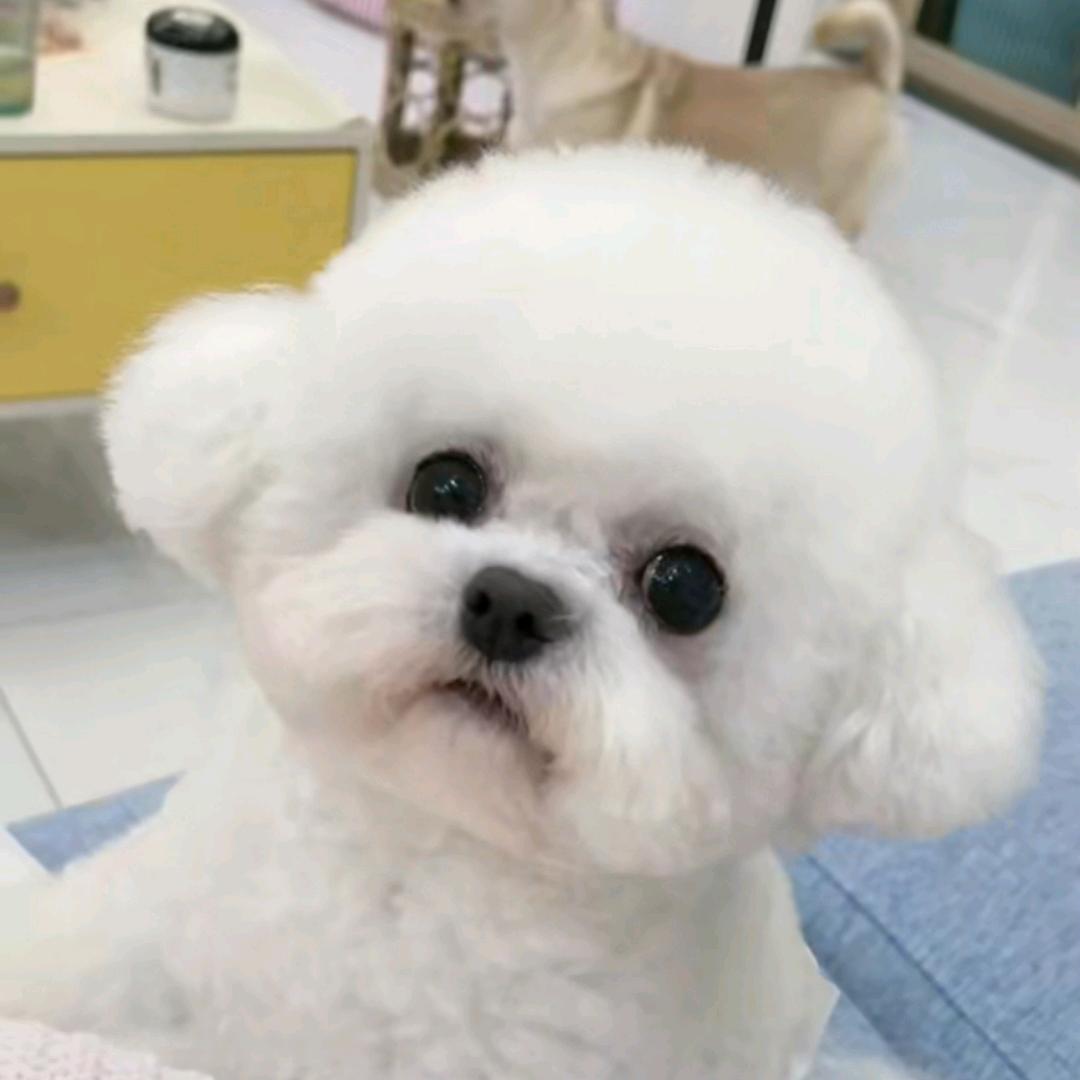 郯城萌犬部落犬舍