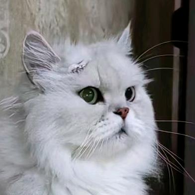 口苗口苗口苗头像