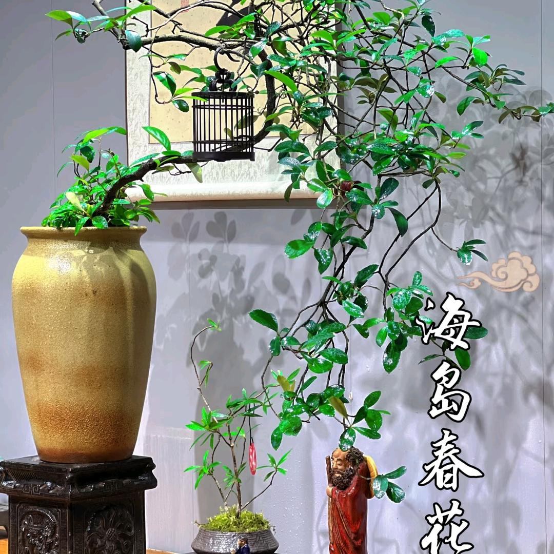 粤海花屿