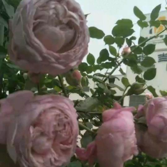 擦掉眼泪.依旧是王