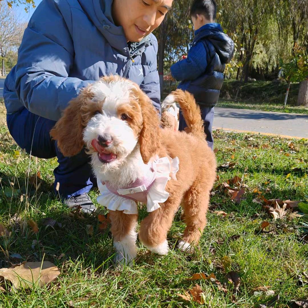 兜兜家精品巨贵犬