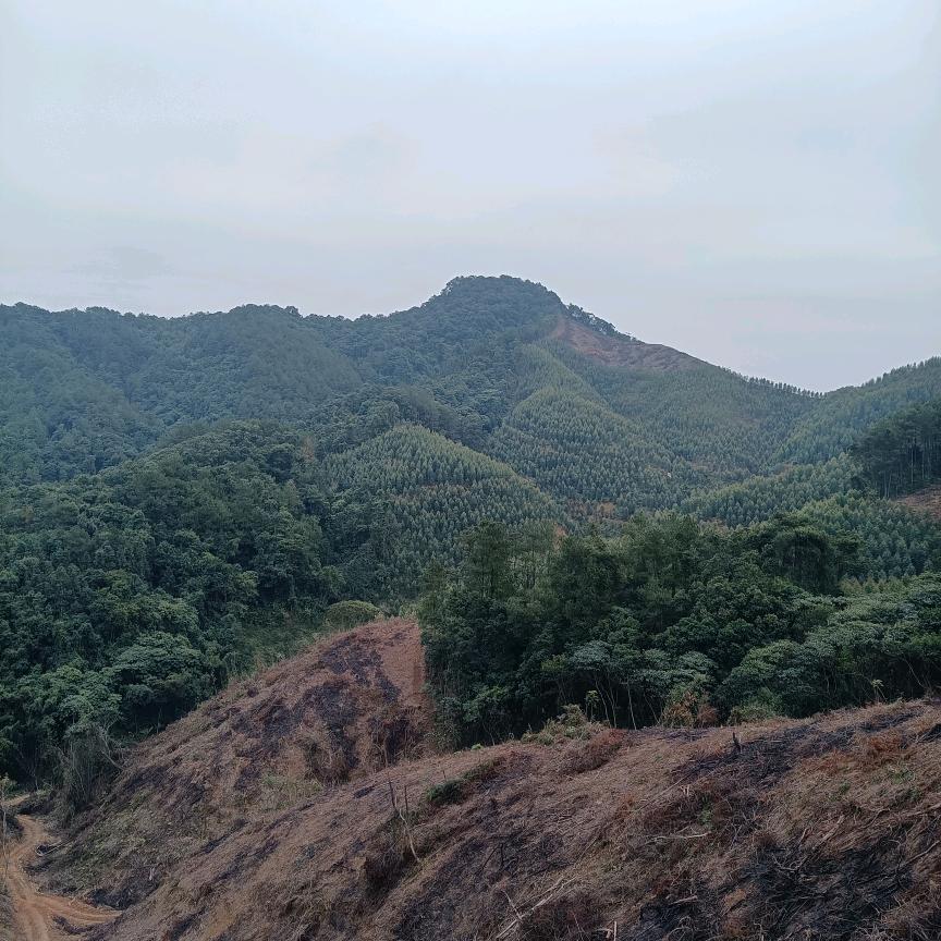 明哥