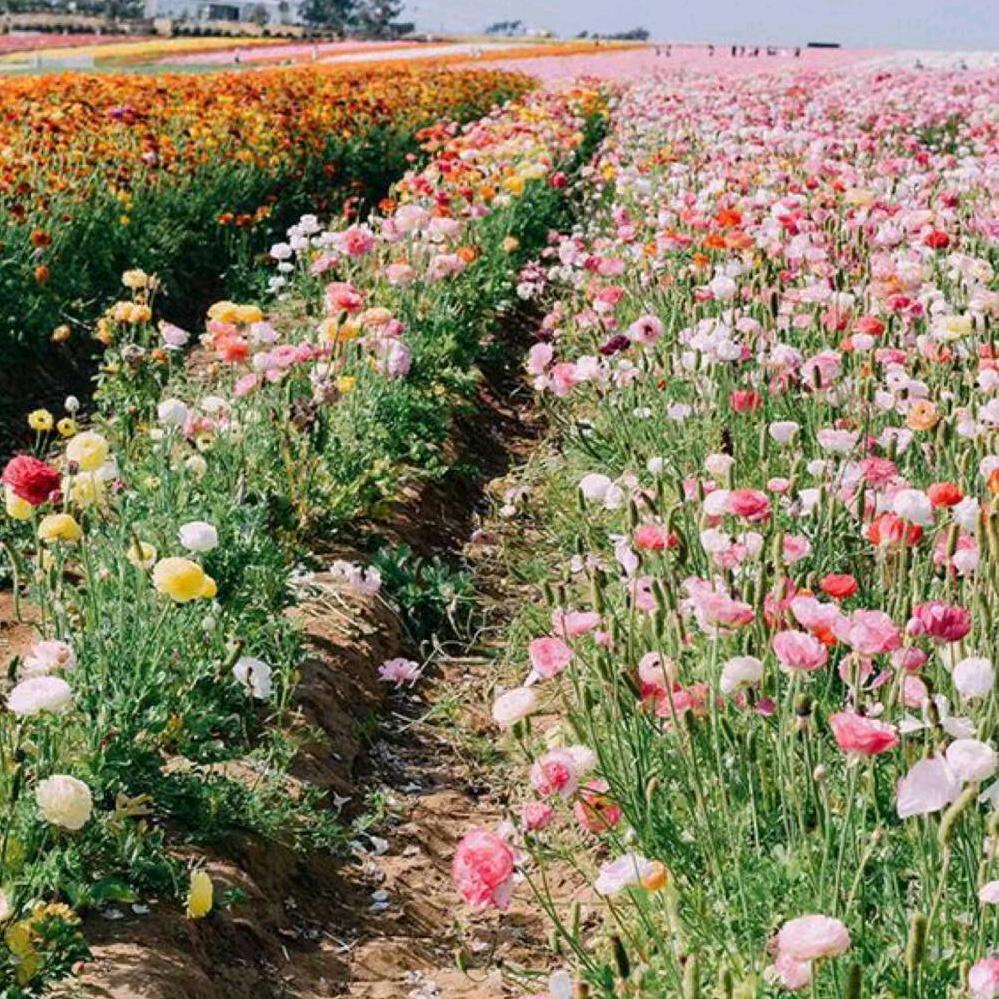 一生平安🎈🎈