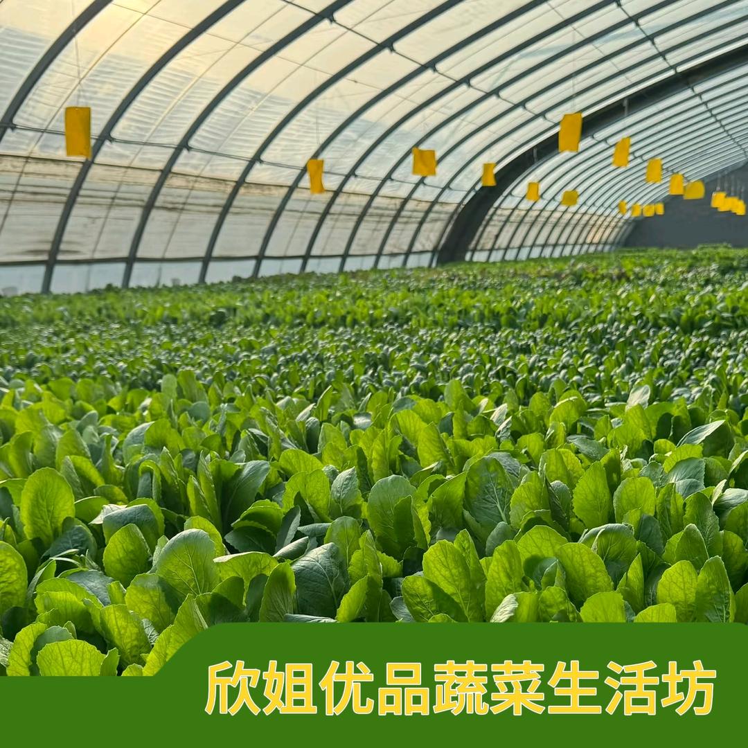 欣姐优品蔬菜生活坊