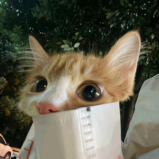 小鱼爱吃小猫
