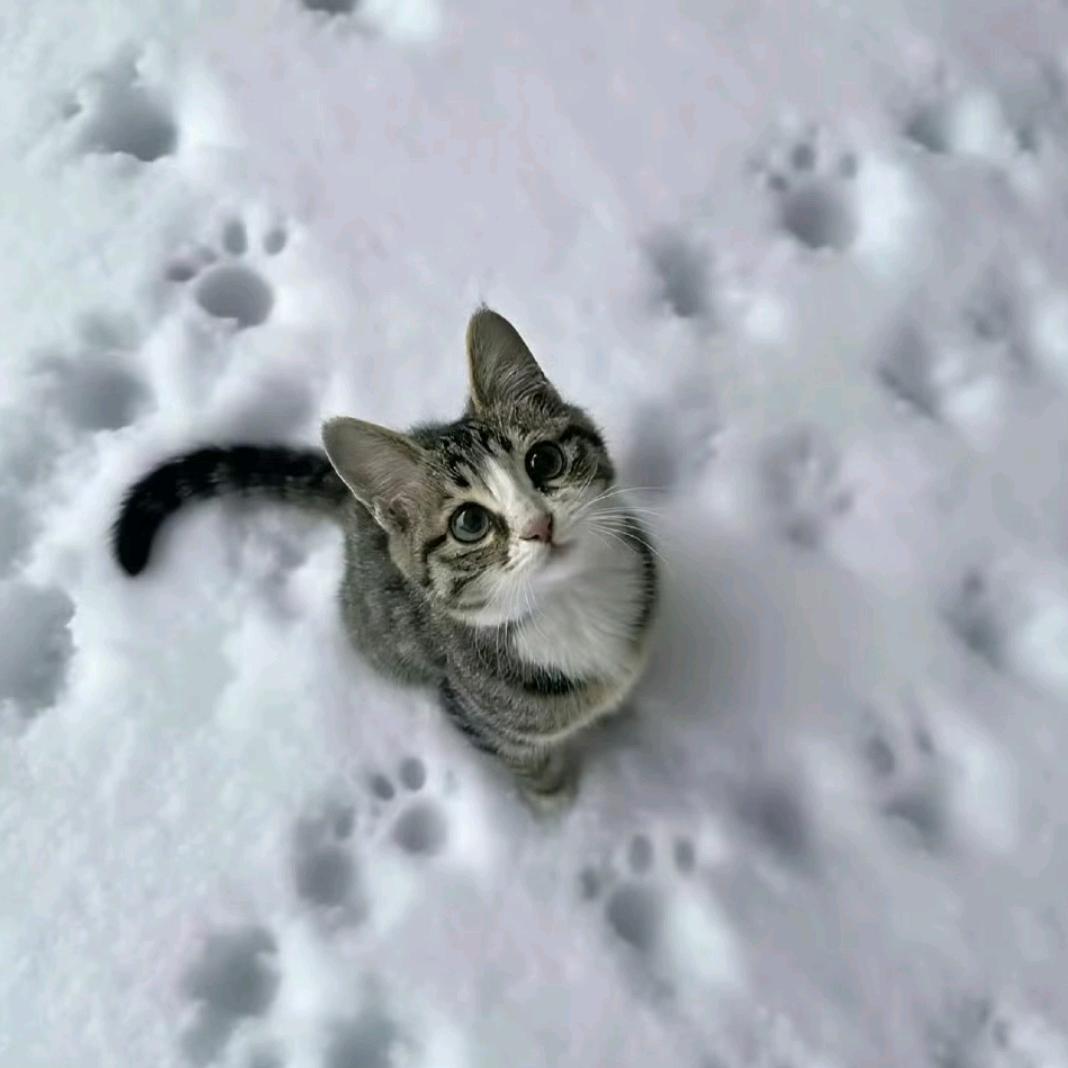 黎明雪