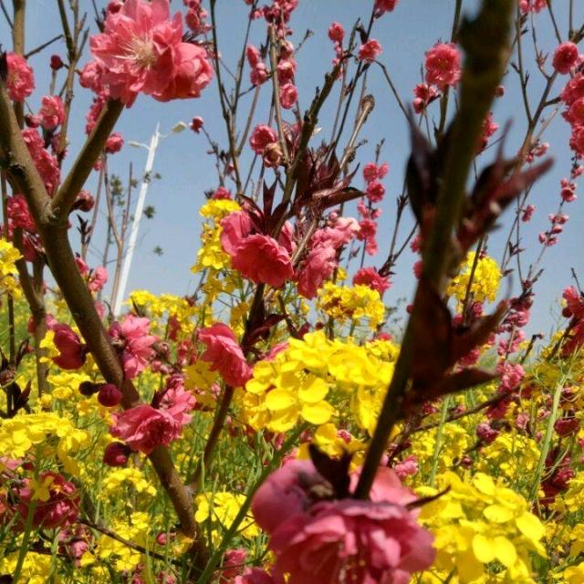 ꧁春暖花开꧂