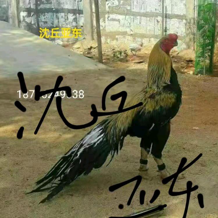 沈丘县范亚东宠物服务店