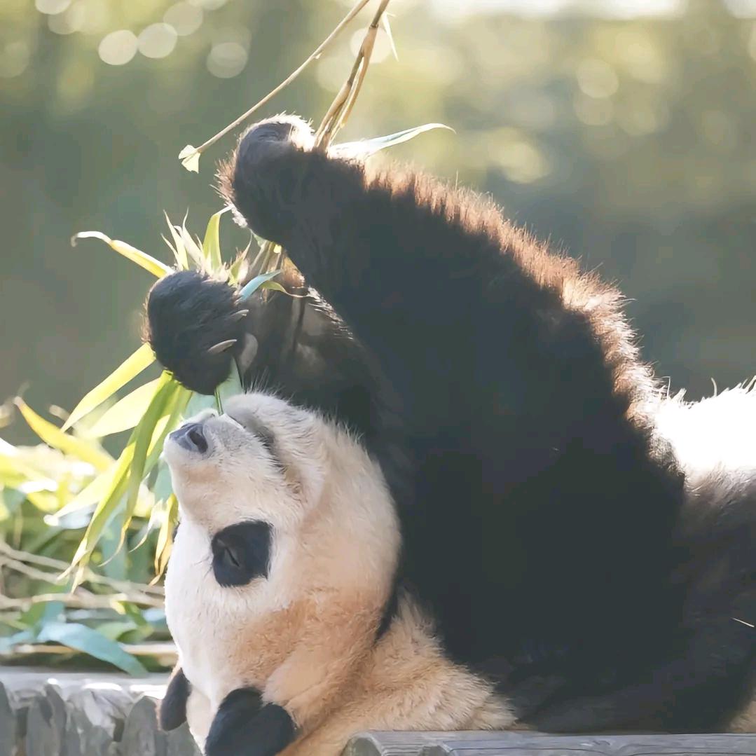 柠檬茶头像