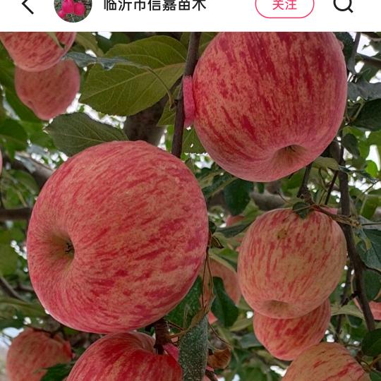 望月追忆