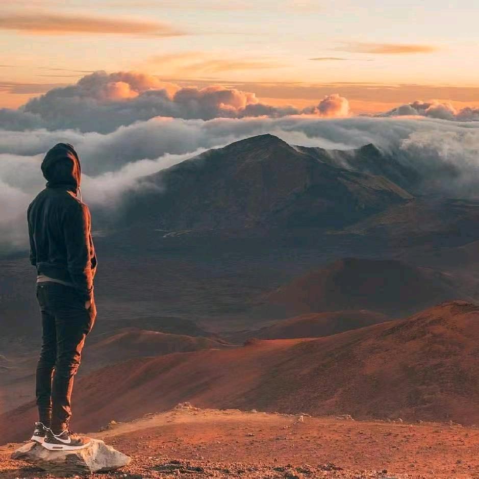 夏一跳的猪饲料