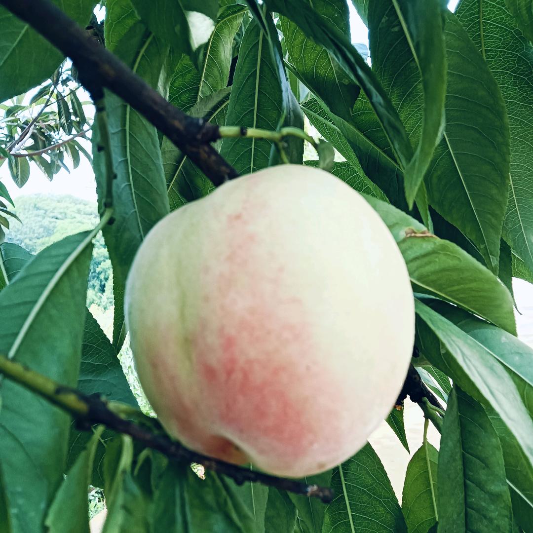 范世奎