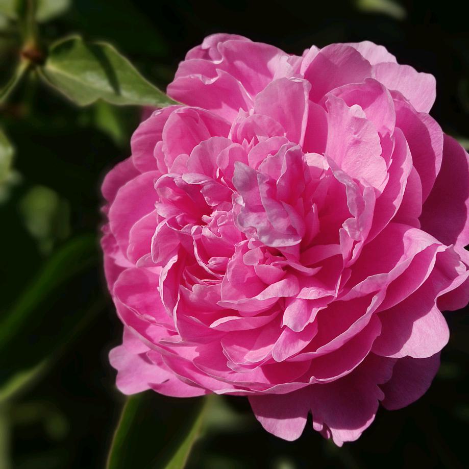 邯郸老永～《京京妈～小号》