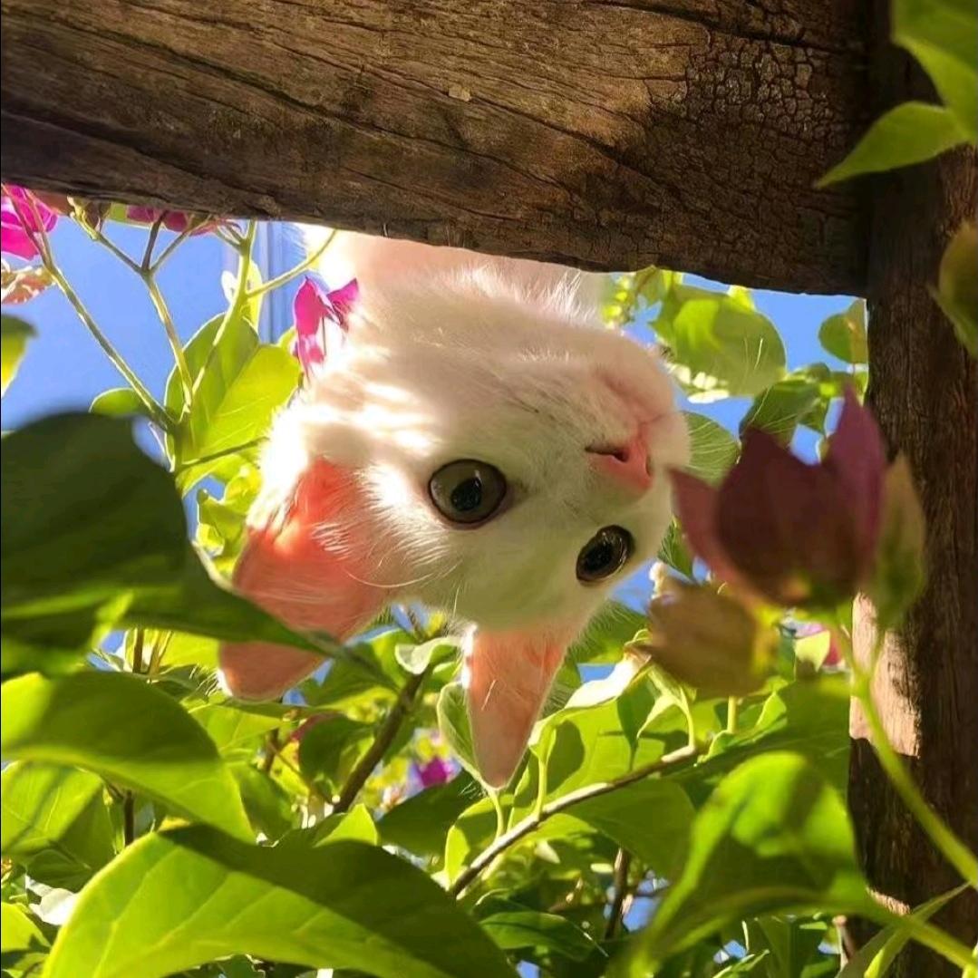 猫言猫语