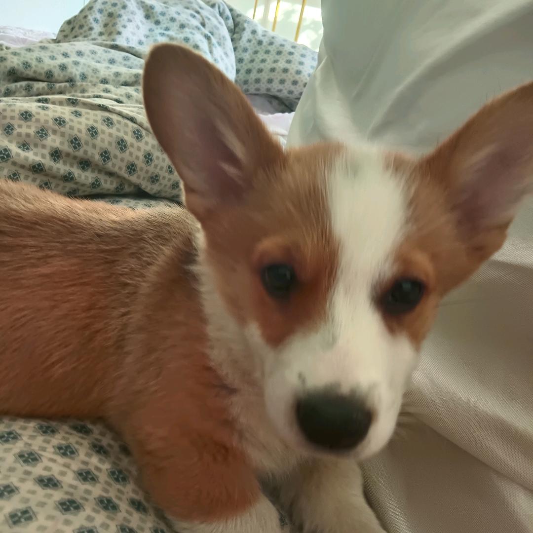 ฅ^布丁大王^ฅ੭