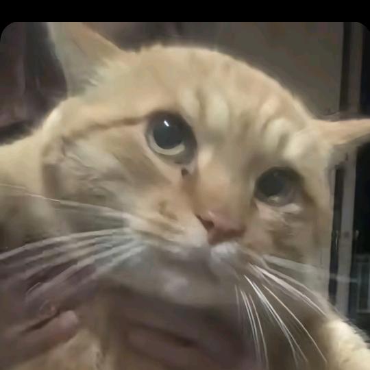 进击的至尊鼠