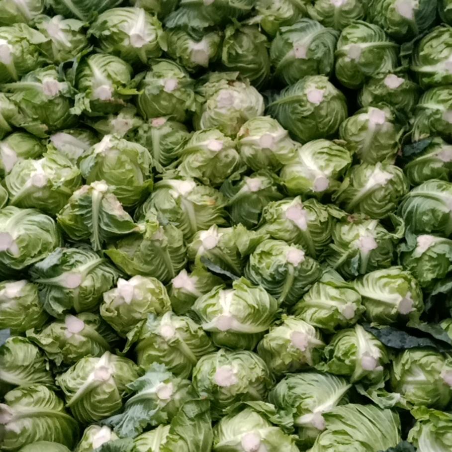 蔬菜批发老张