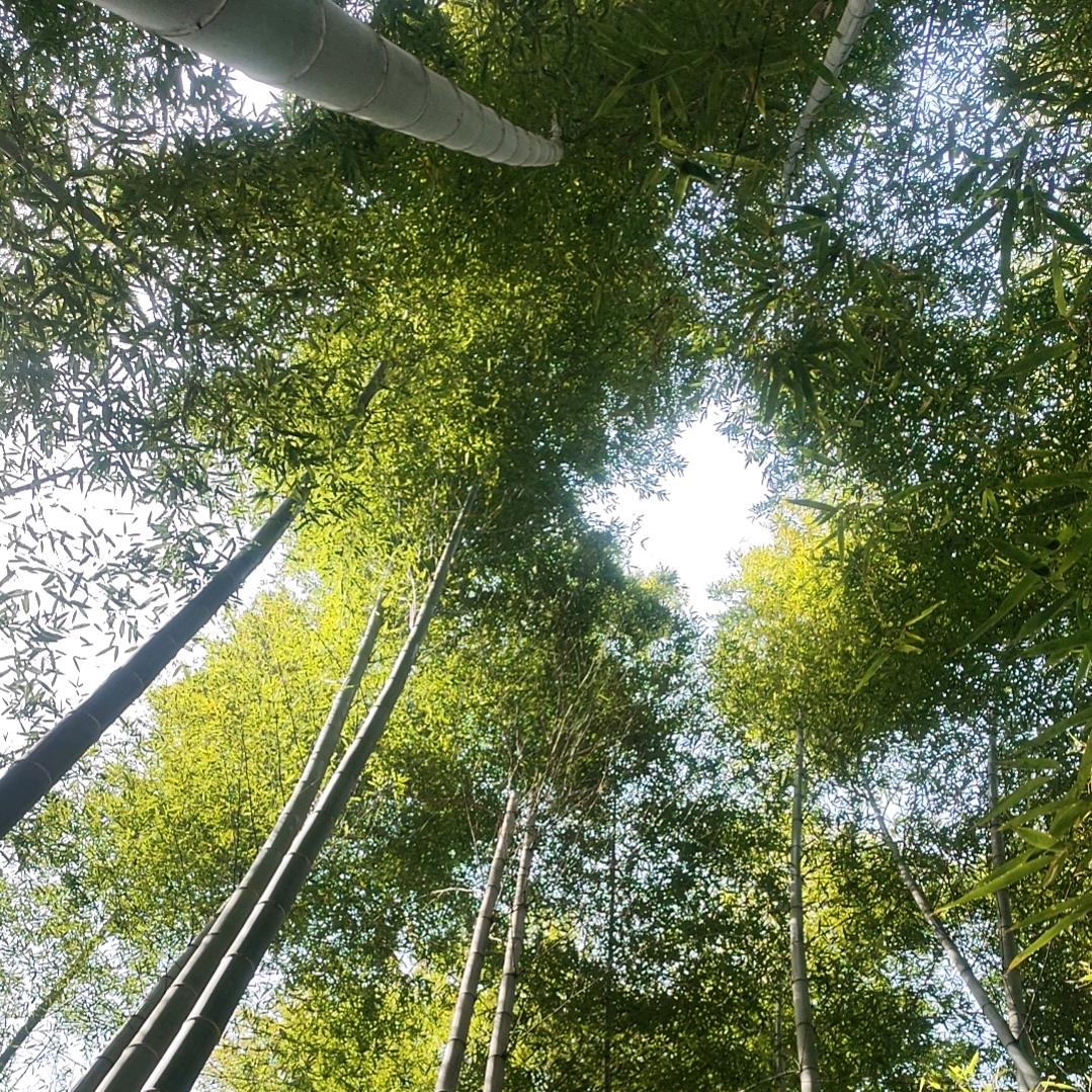 烟花柳巷红尘客