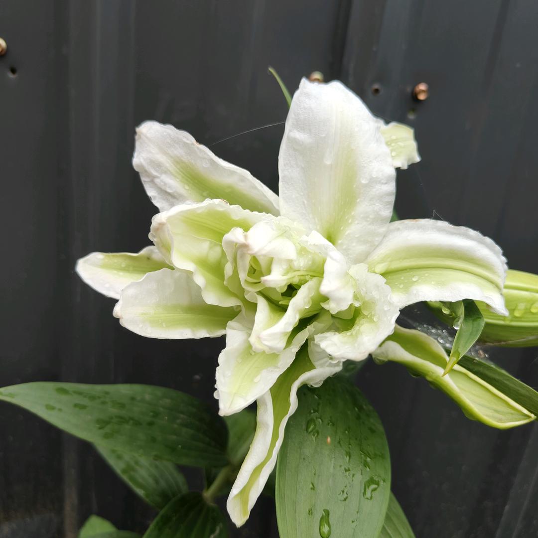 清水芙蓉