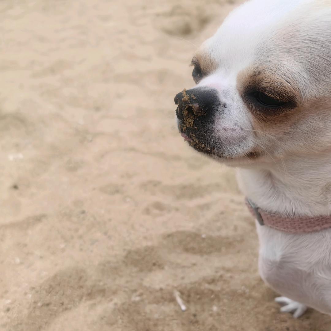 大吉～小吉～头像