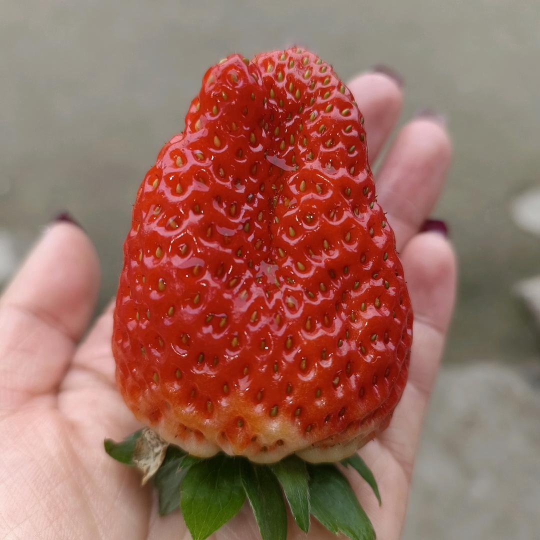 欣大姐