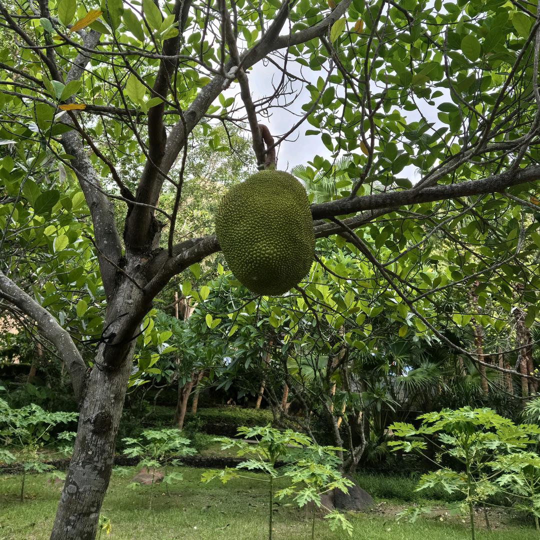 德玲