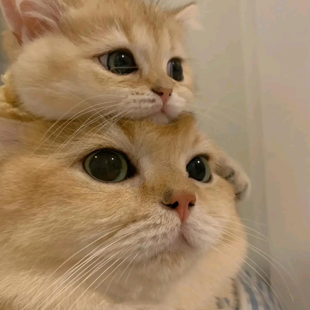 ღ᭄ꦿ晓扬᭄ꦿ࿐