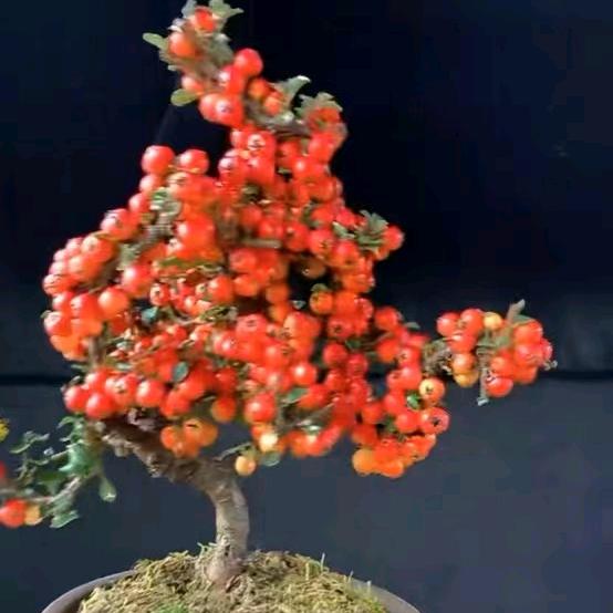 铁马鞭。小黑刺。