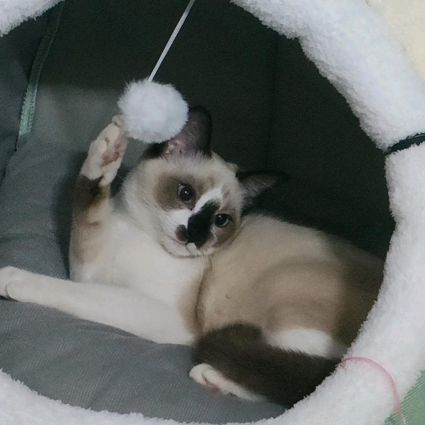 人道