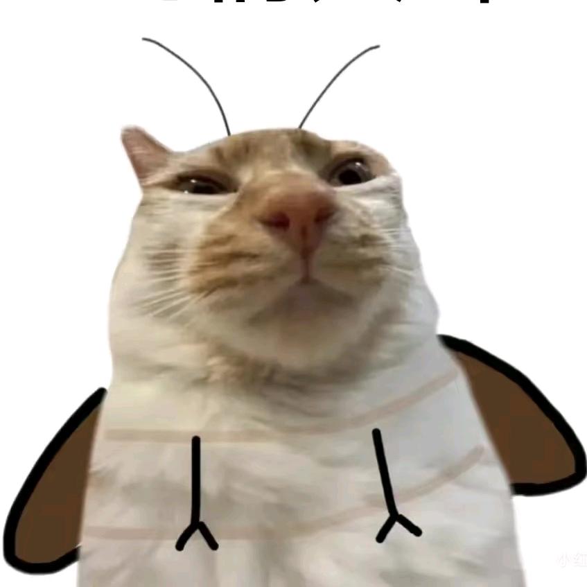 C纯情蟑螂吃香菜