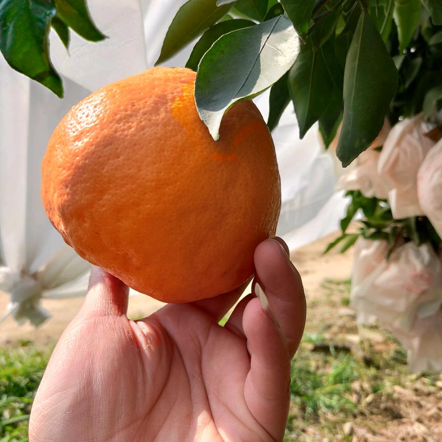 川Z坤哥@🍊果园