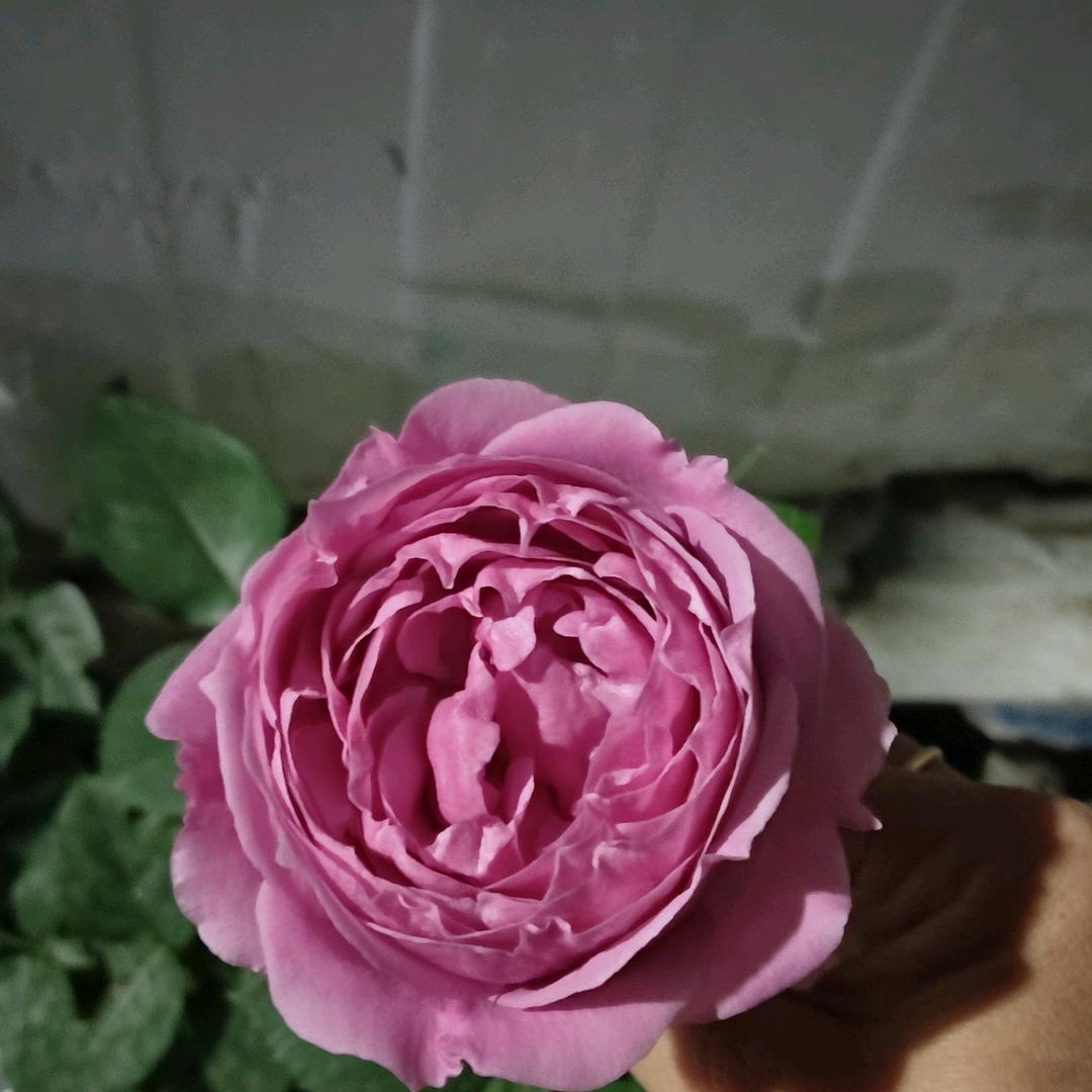 小雨爱上猫