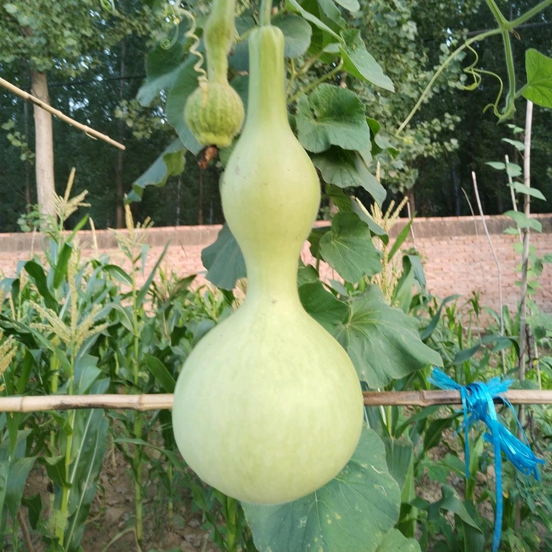 思念远方