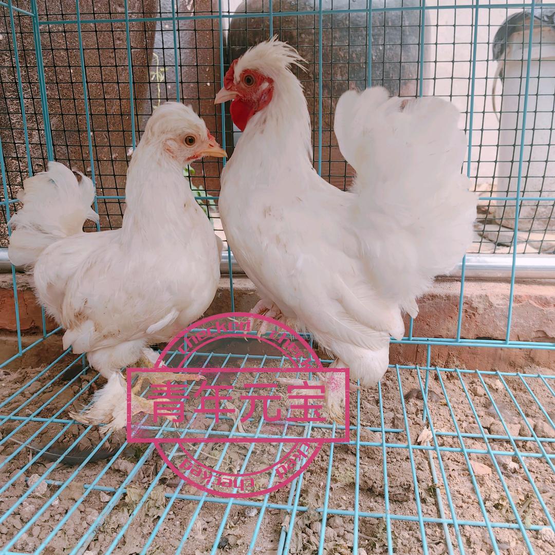 小东家精品元宝鸡！观赏鸡！