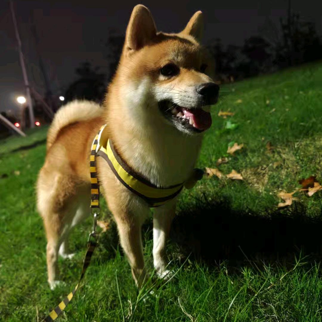 柴宝儿