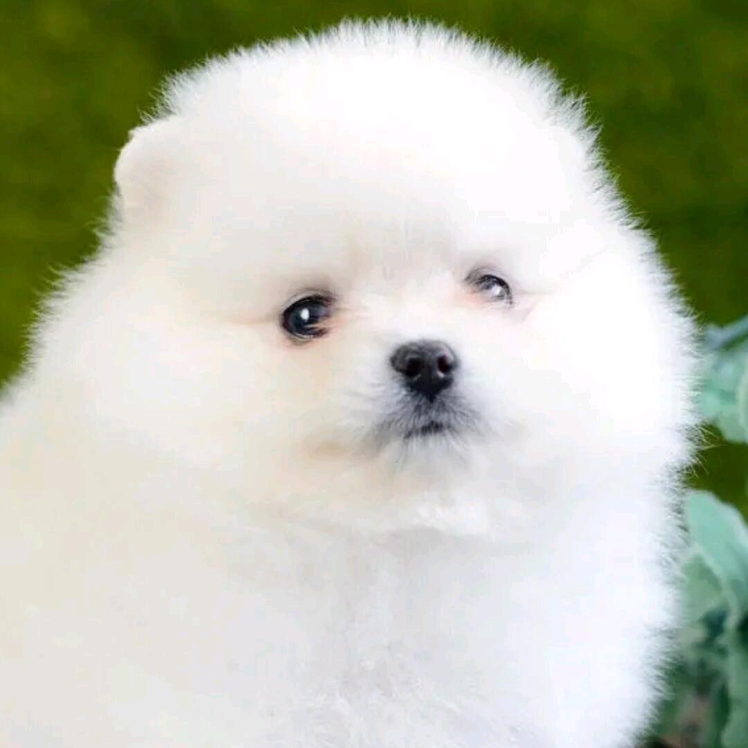 和平精英：小飞