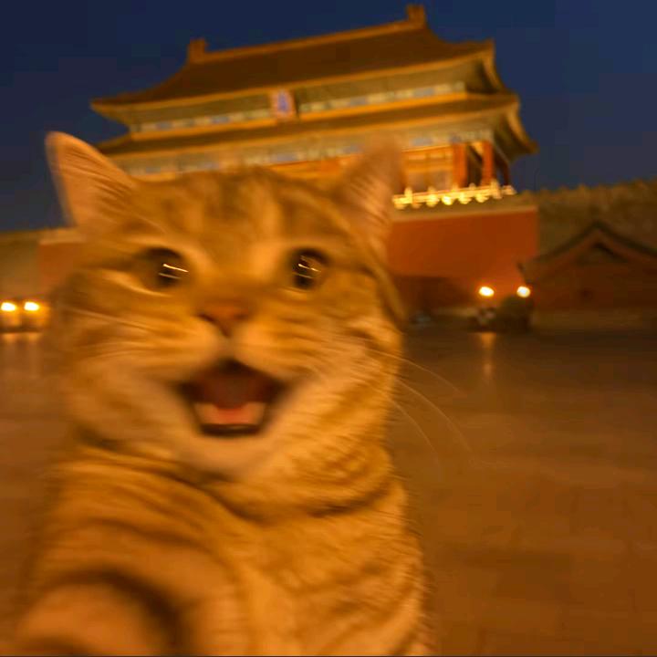 我是一只猫