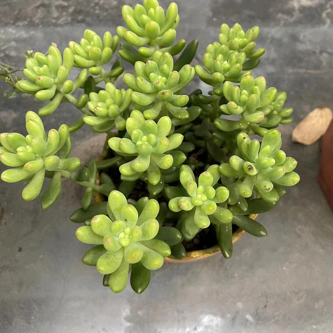 麒麟短剧