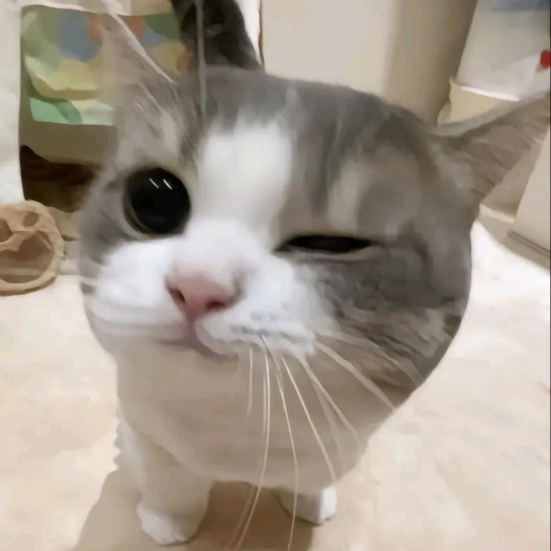 wuli雪糕 ฅ