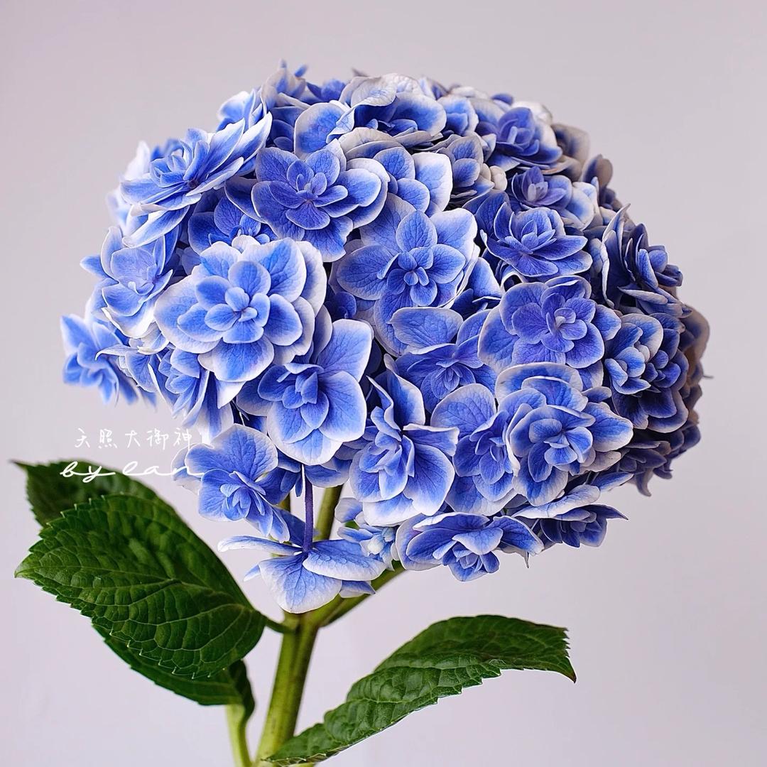 紫涵茗芳