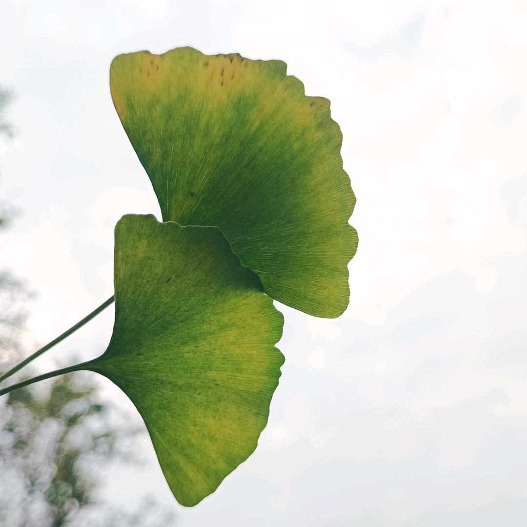悠乐