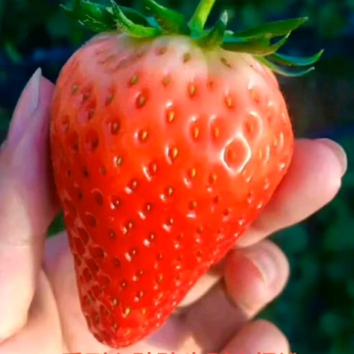 莓🍓农生活……